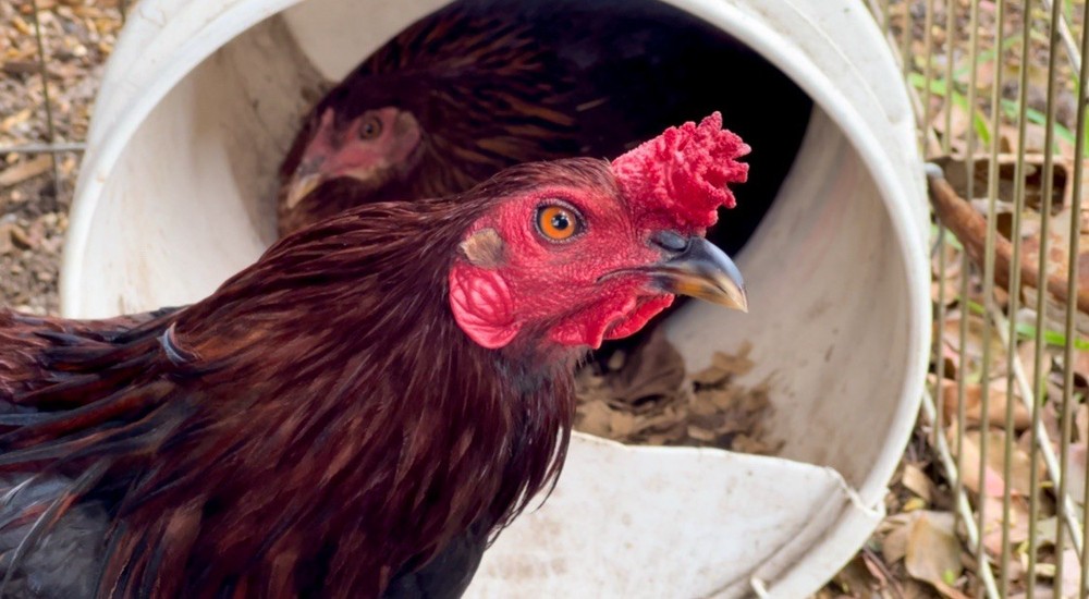 Six Fertile Hatching Chicken Eggs