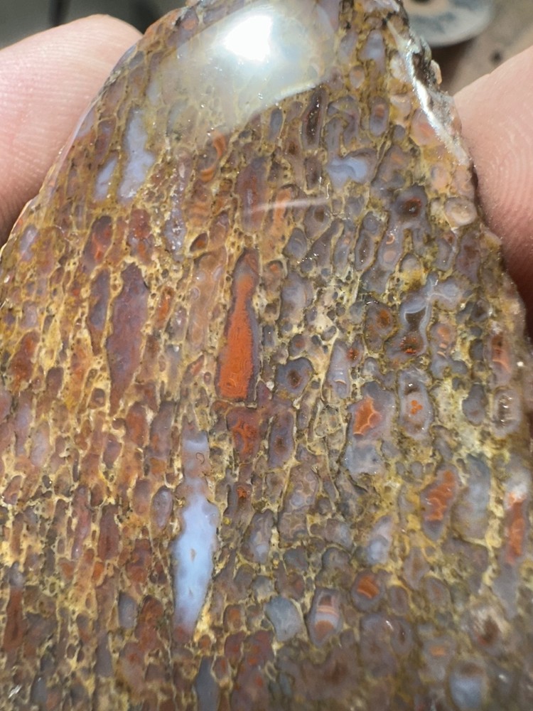 Dinosaur bone rough **hxtled end cut