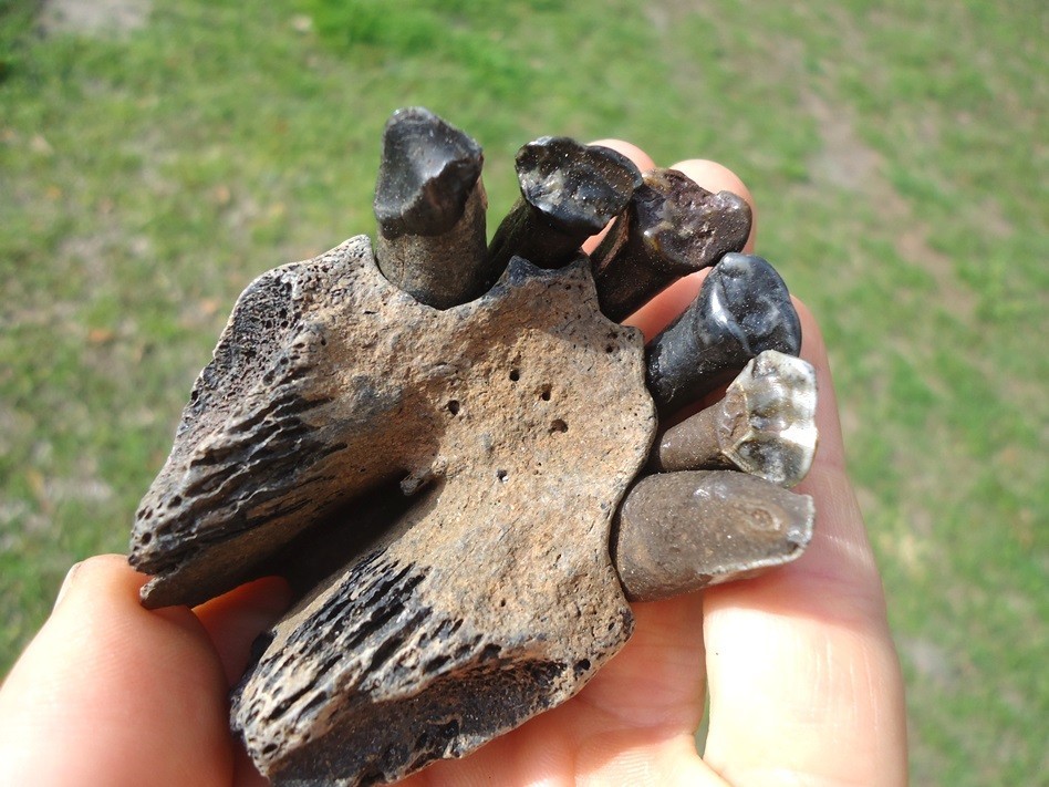 ONE OF A KIND TAPIR PREMAXILLA w/ TEETH FLORIDA FOSSIL ICE AGE EXTINCT JAW SKULL