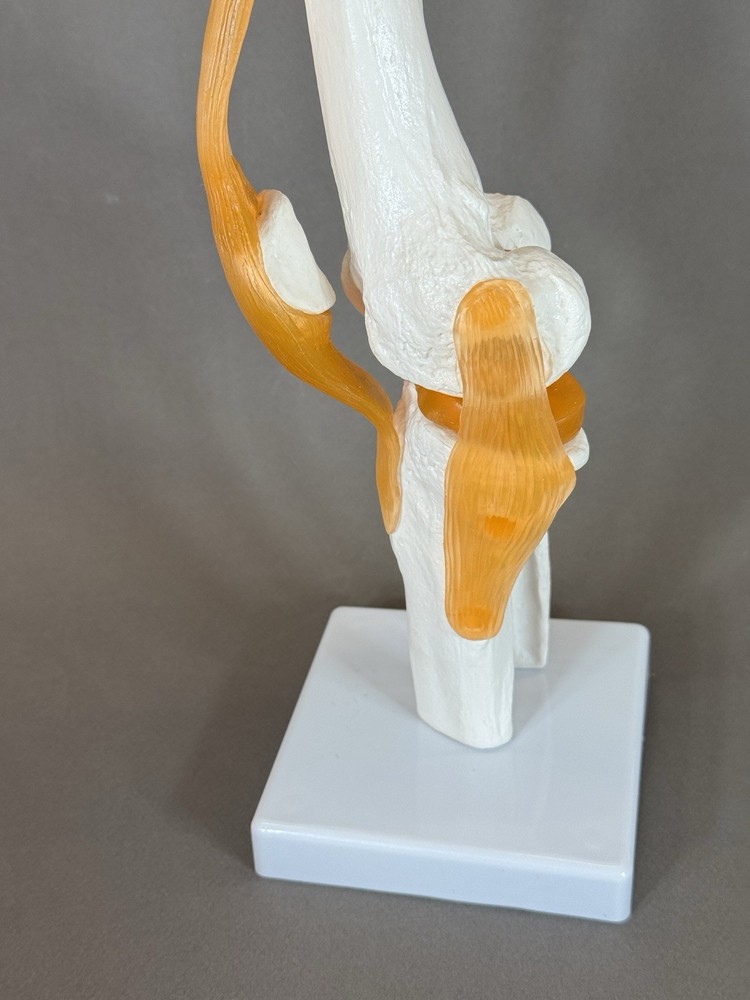 Human Knee Joint Model with Flexible Ligaments, Anatomically Correct