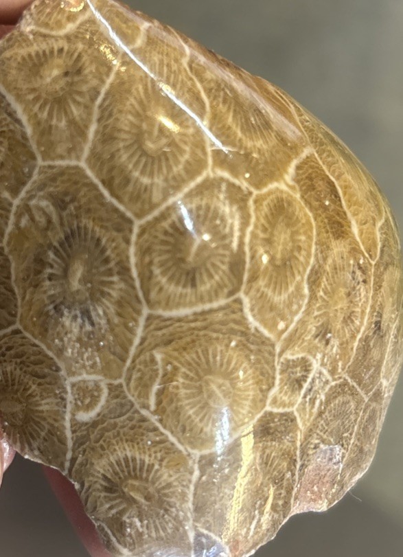 Petrified Coral End Polished