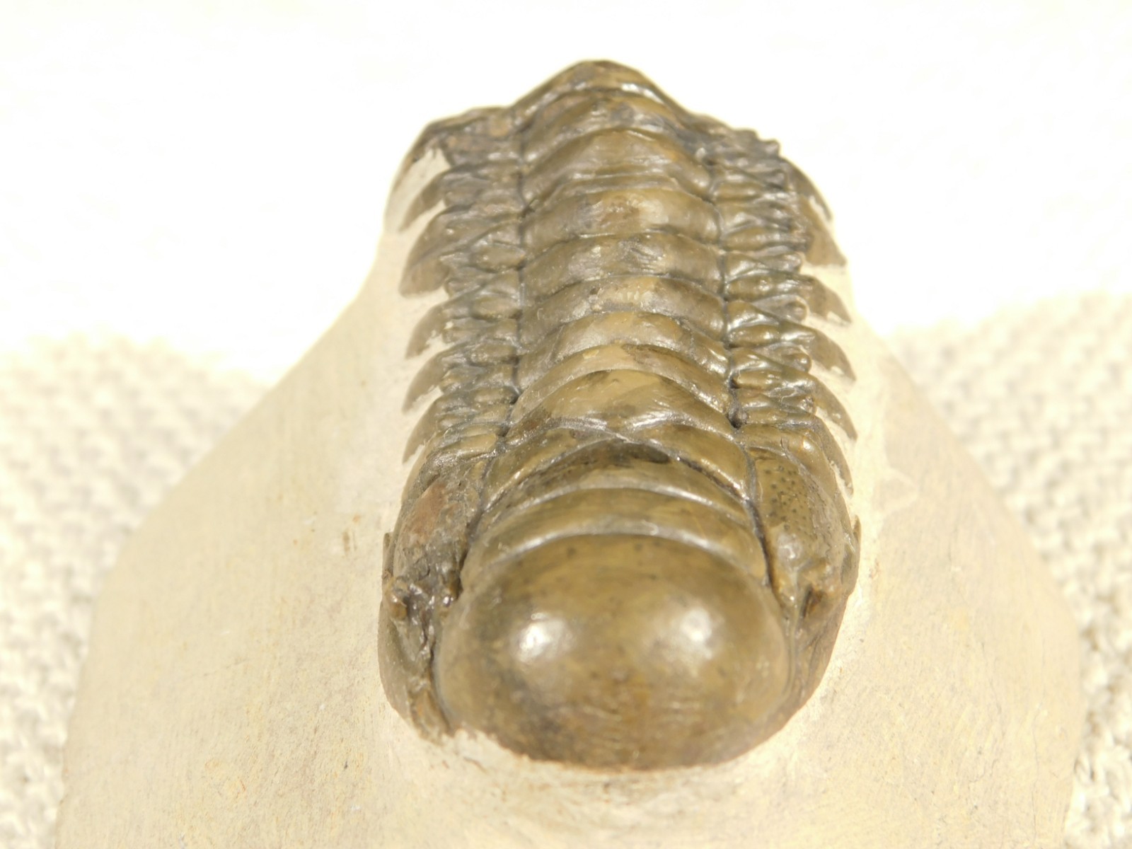 Larger! Crotalocephalina TRILOBITE Fossil 100% Natural Morocco 225gr