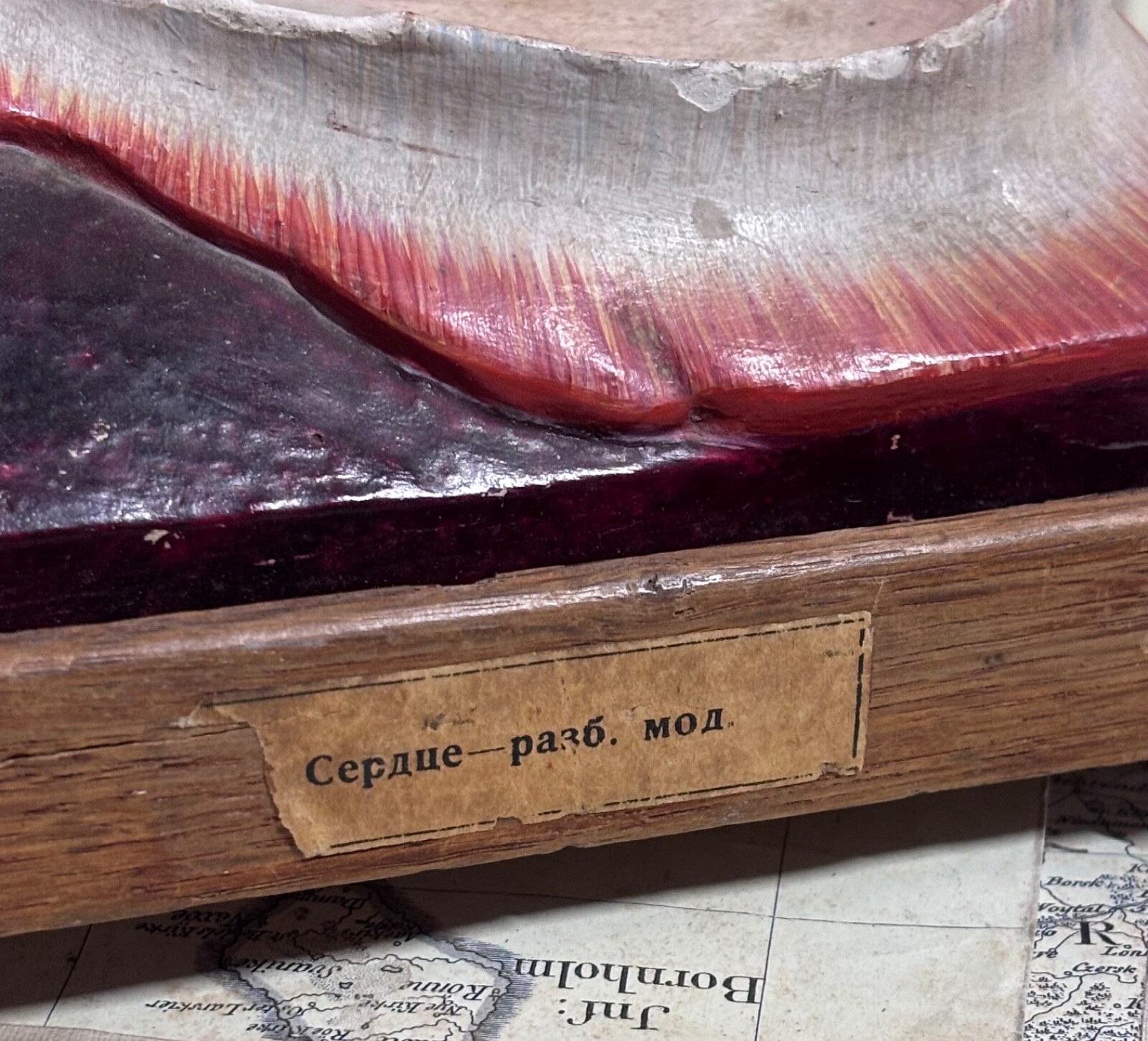 Rare 1930s Soviet Anatomical Model Dissectible Heart & Pelvic Vascular Section