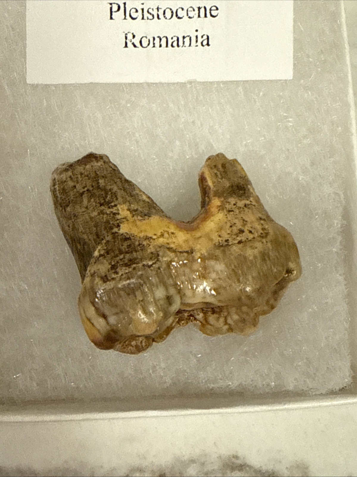 Cave Bear Tooth Molar Fossil From Romania Approximately 25,000 Years Old