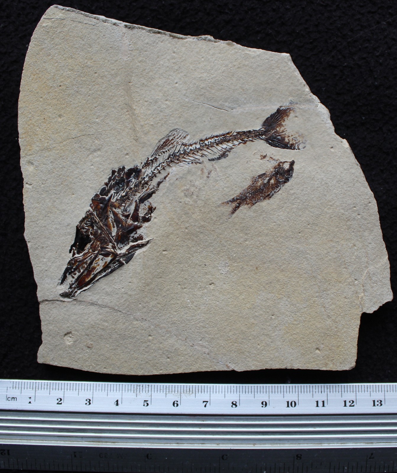 Viper Fish Eurypholis 97 Museum Quality with Impressive Teeth - Fossils Lebanon