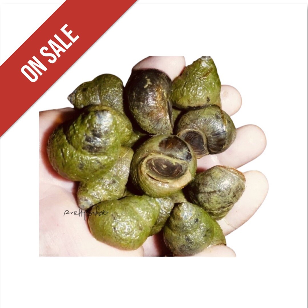 50-Lot Japanese Trapdoor snails algae eaters for koi pond garden pkf