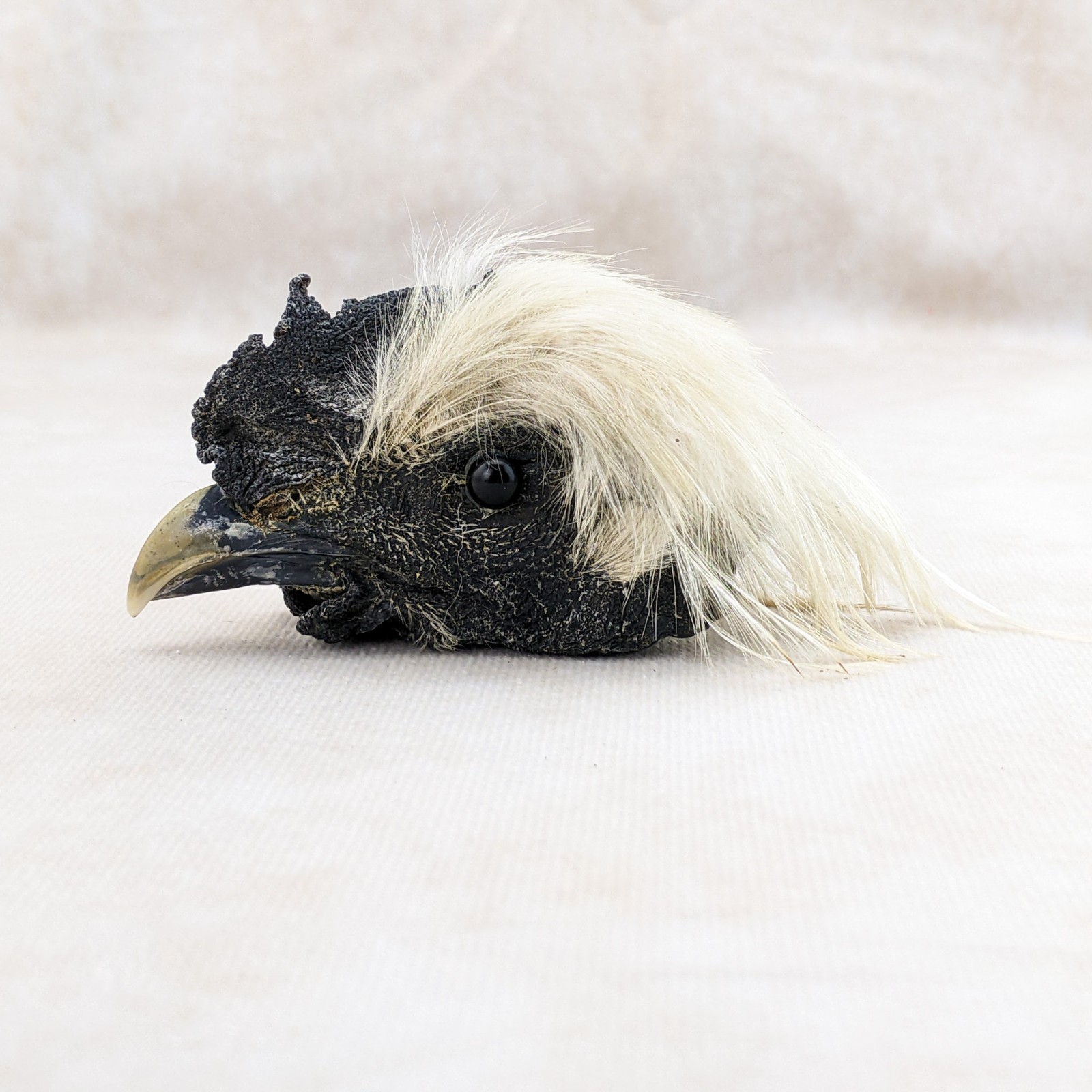 Chicken Rooster head Mount LG specimen crafts crafting Oddity Curiosity specim