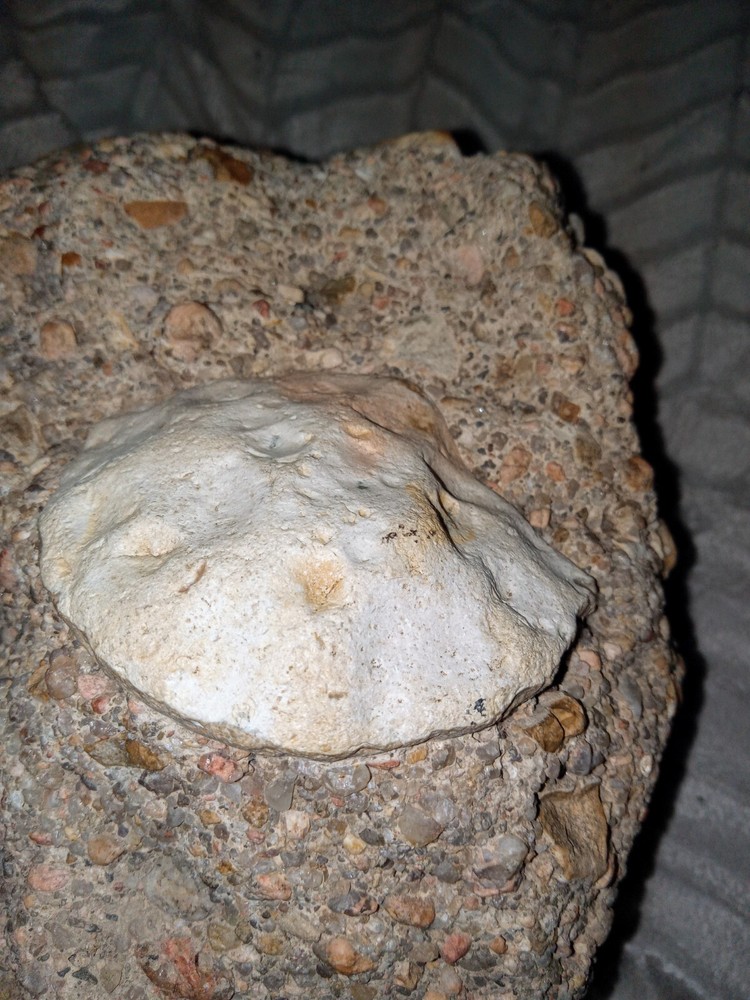 Clam? Fossil On Matrix