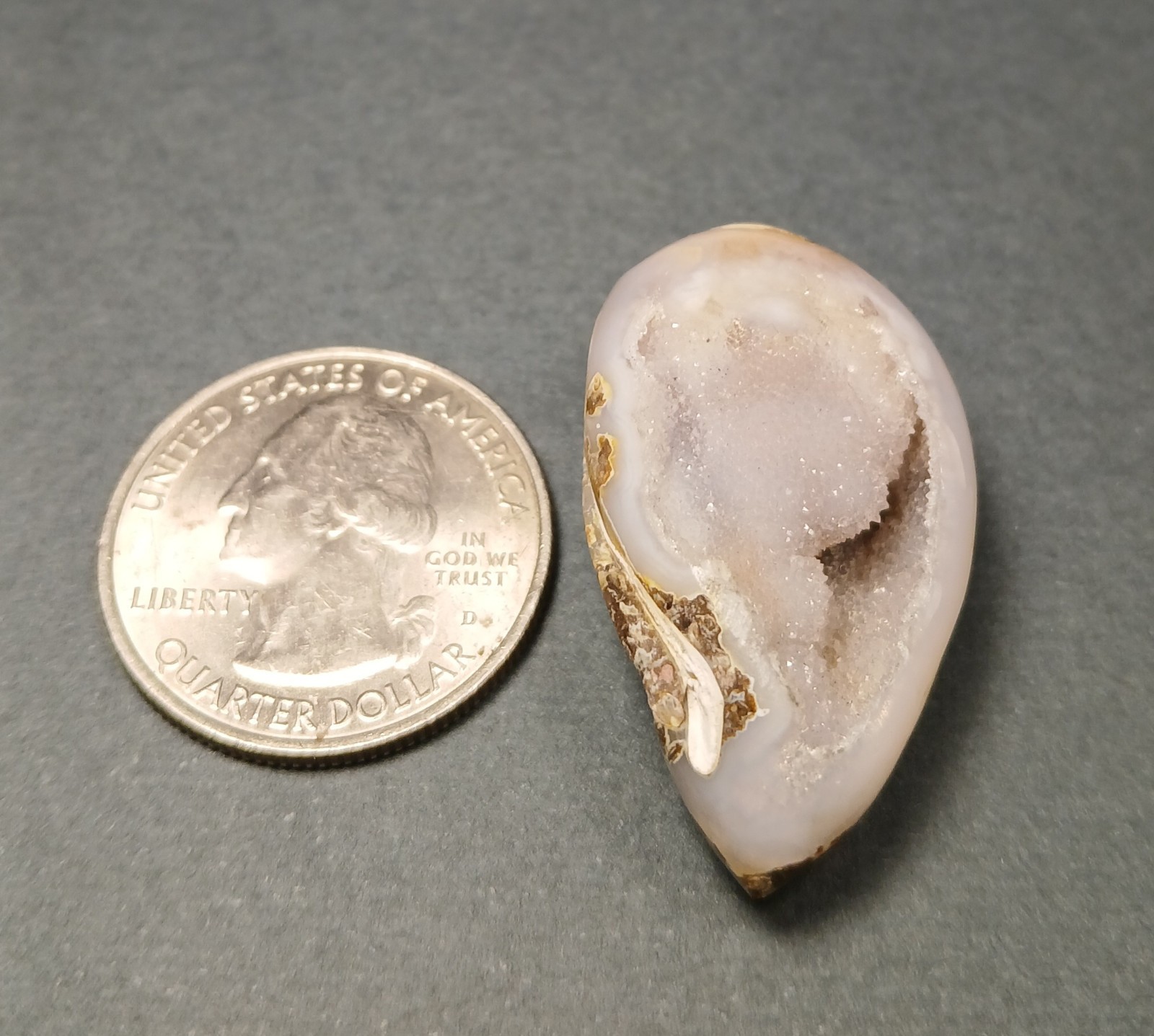 Fossil Shell Druzy - Complete Shell