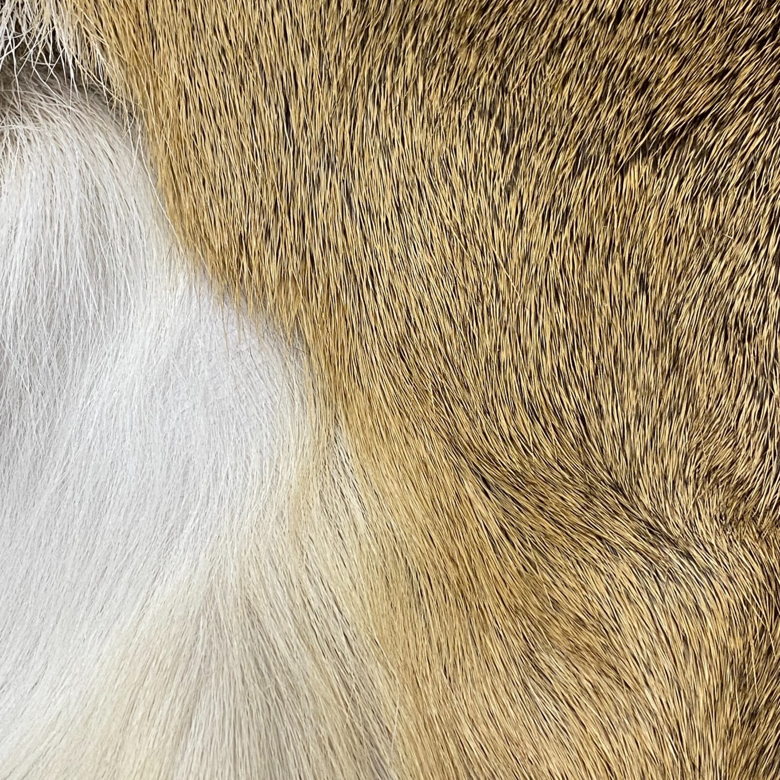 Hair On Deerskin Hide Rug - Tanned Deer Hide with Hair - Grade A to C