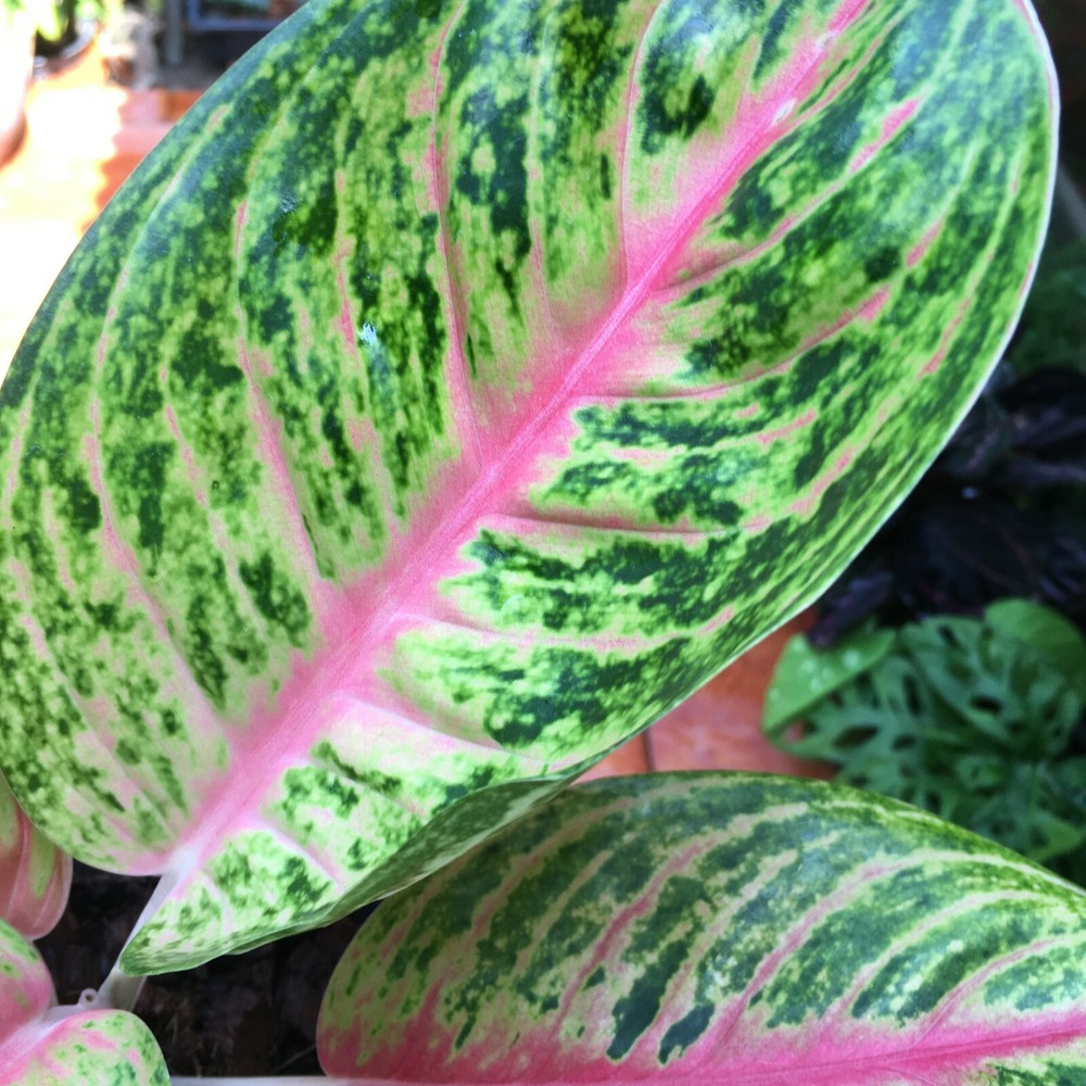 AGLAONEMA MOON LIGHT