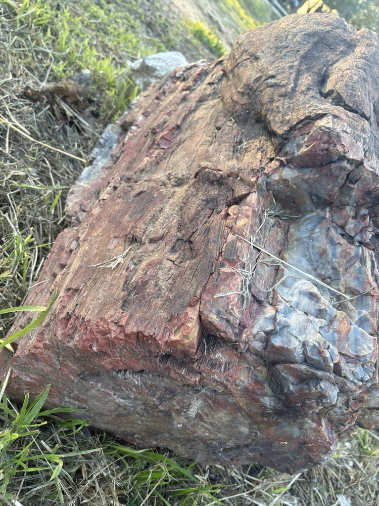 Petrified Wood Log 500+Lbs