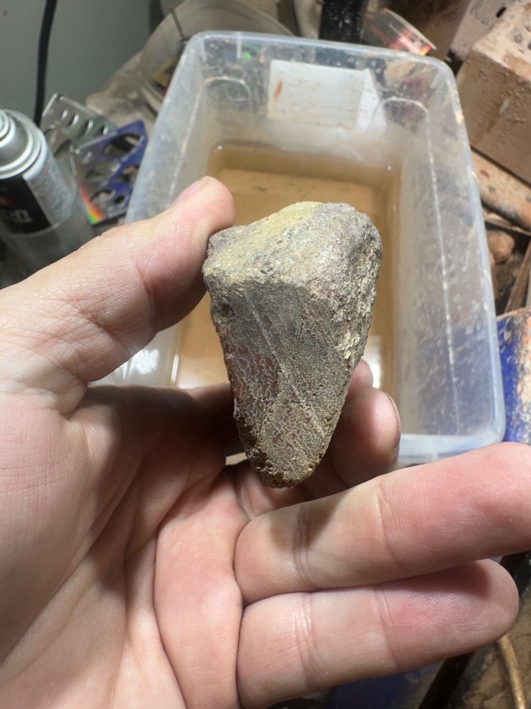 Dinosaur bone rough polished specimen