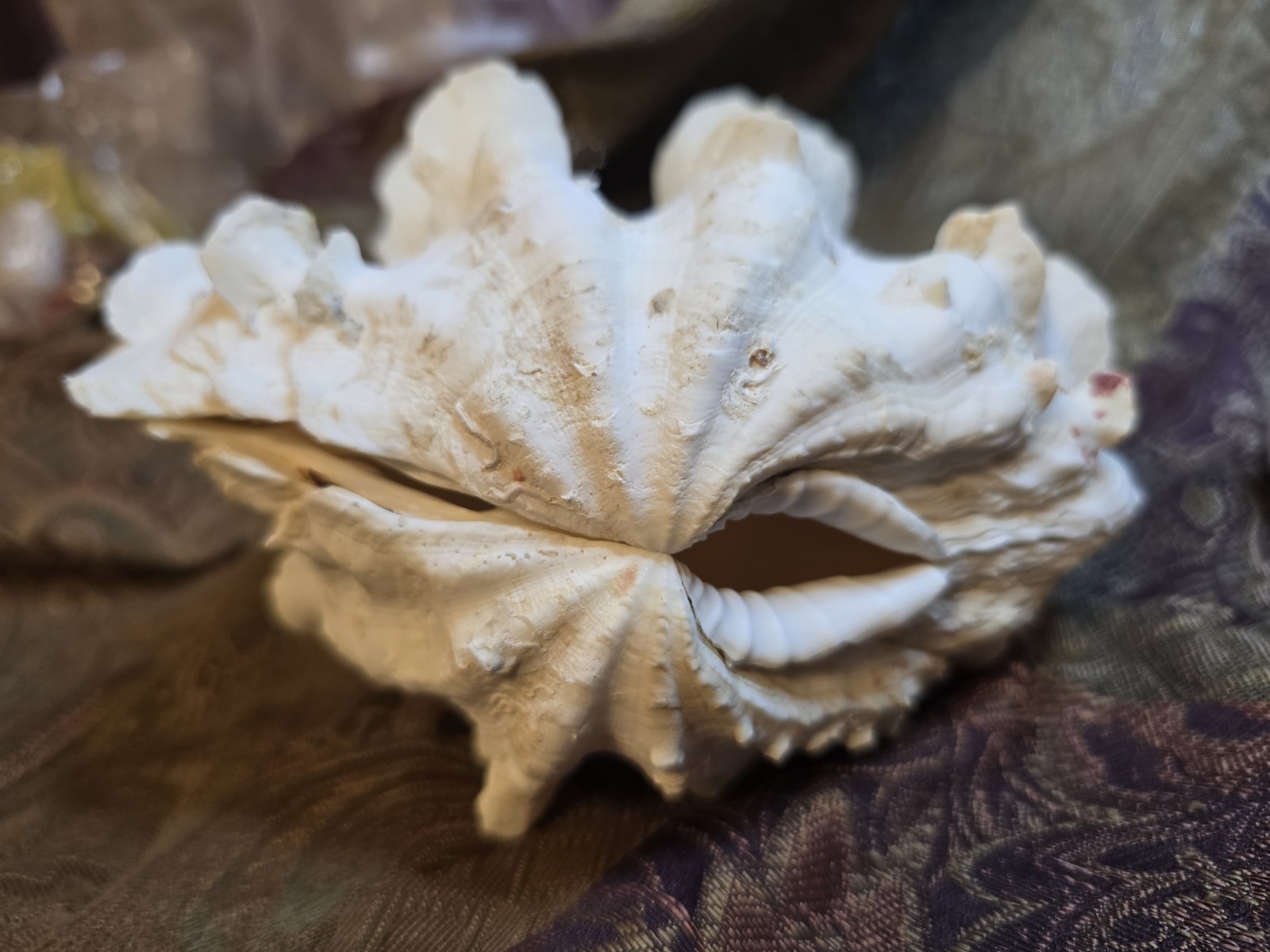 giant tridacna squamosa matched pair Clam Shells Seashells Ruffles 7"