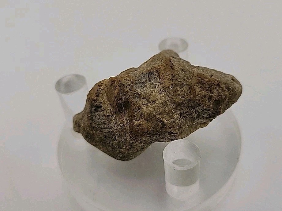 Real Permineralized Lizard 🦎 Egg Fossil