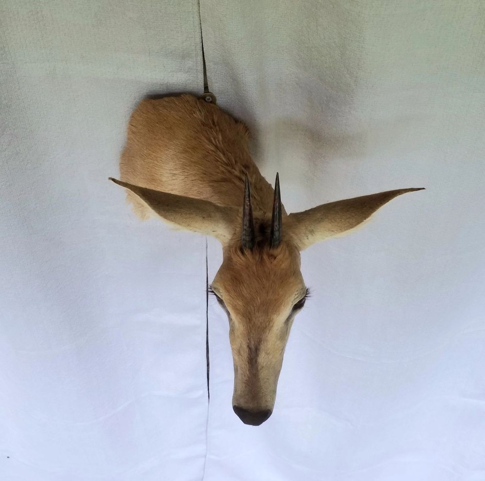 Duiker - Unusual Side-Sneak Pose
