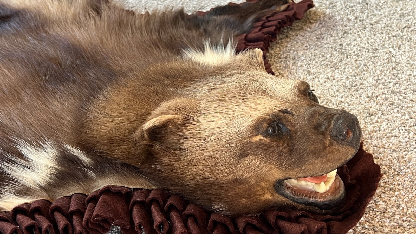 WOLVERINE Full Skin Rug Mount CANADA - Alaska Taxidermy Open Mouth Vintage