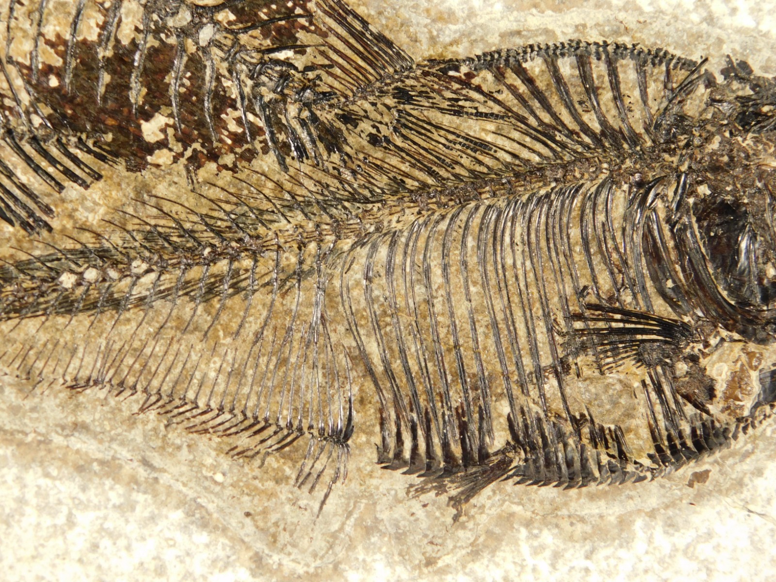 Two! SPECIES Rare Priscacara FISH Fossil and Diplomystus On HUGE Matrix Wyoming