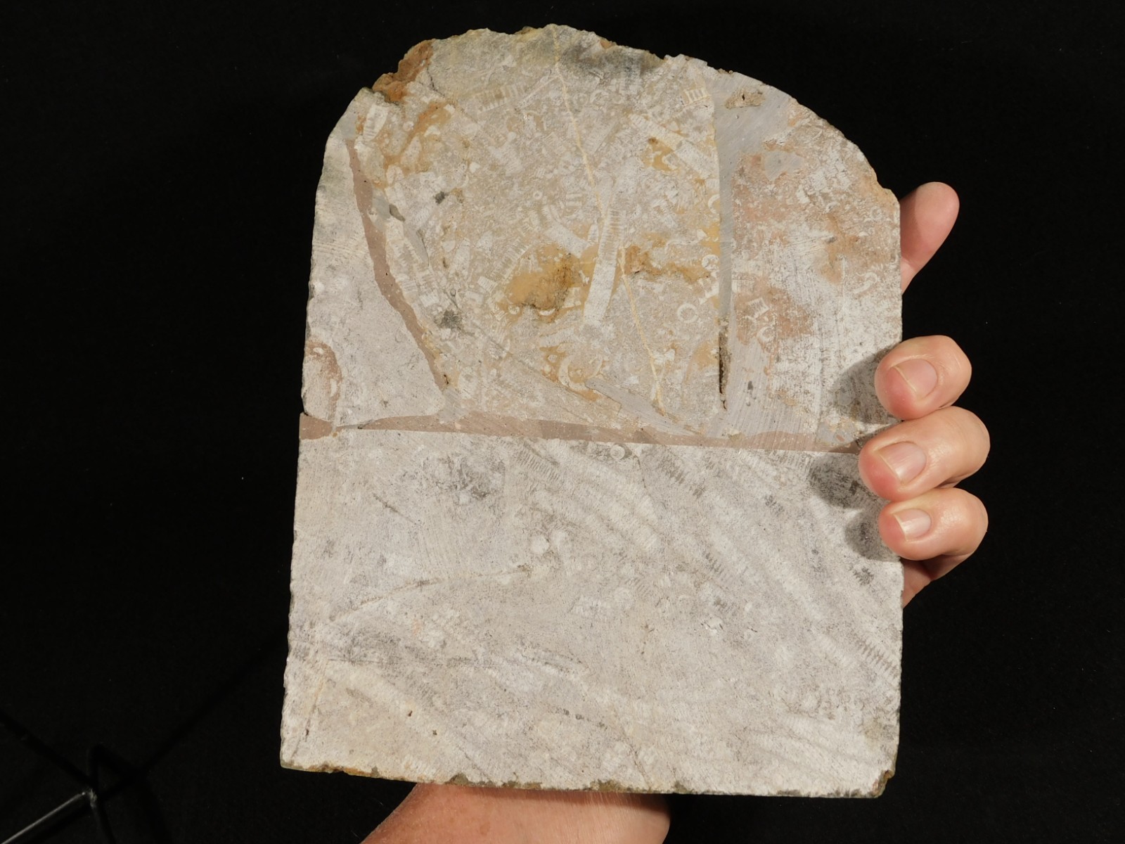 BIG! 430 Million Year Old! CRINOID Fossil or Sea LILY Fossil Morocco 1570gr