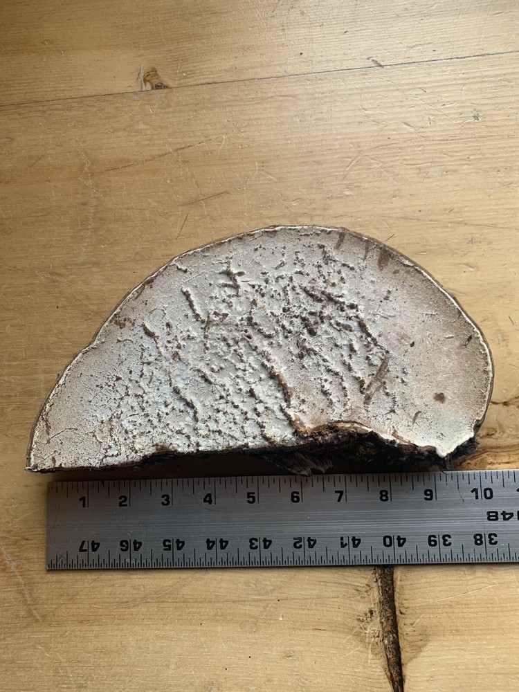 Conk Polypore Very Large In Size