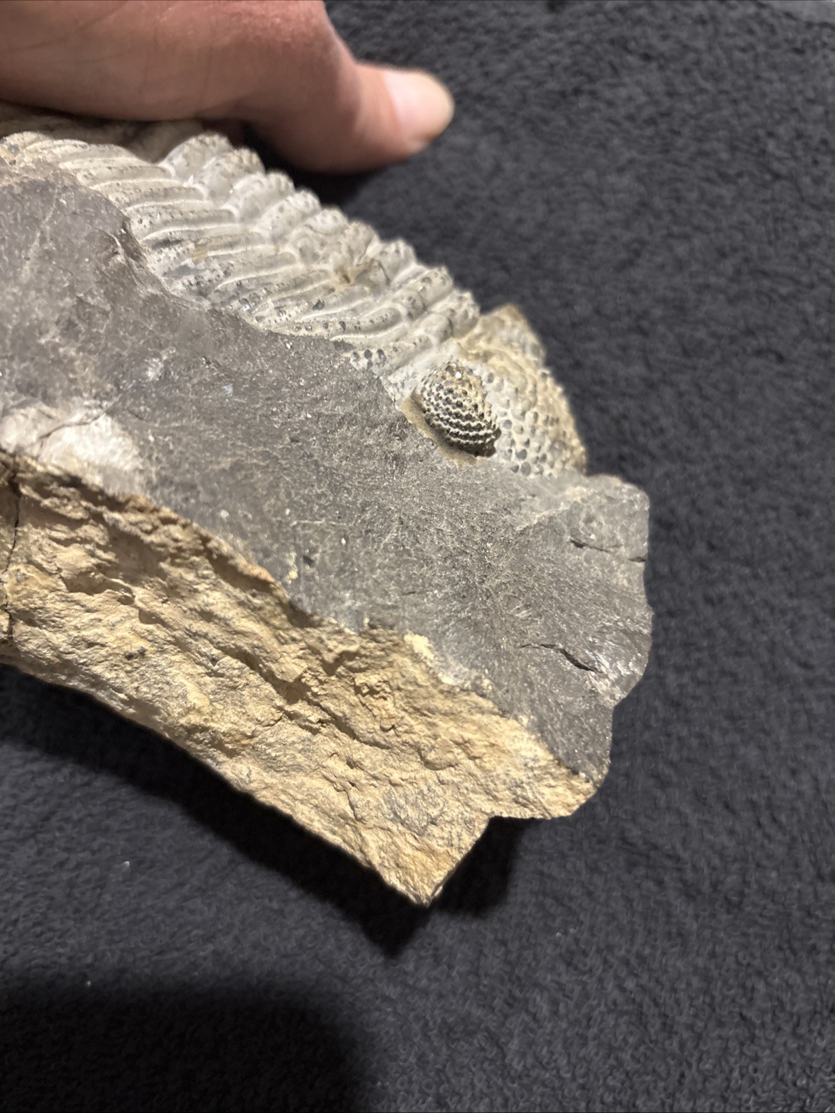 Exceptional Drotops 5 1/2 Inches, Right Side Still Encased Near Pristine