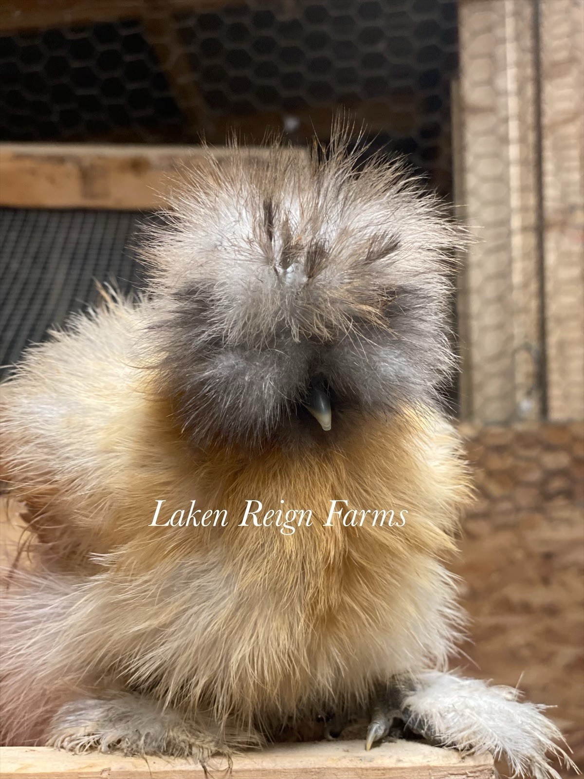 5+1 Silkie Calico Splash/Calico Paint Project Pen Hatching Eggs NPIP/AI