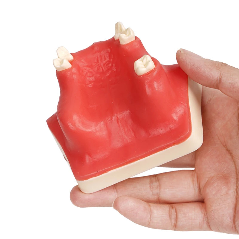 1pc Maxillary Sinus Teeth Model Dental Student Teaching Practice Model Upper Jaw