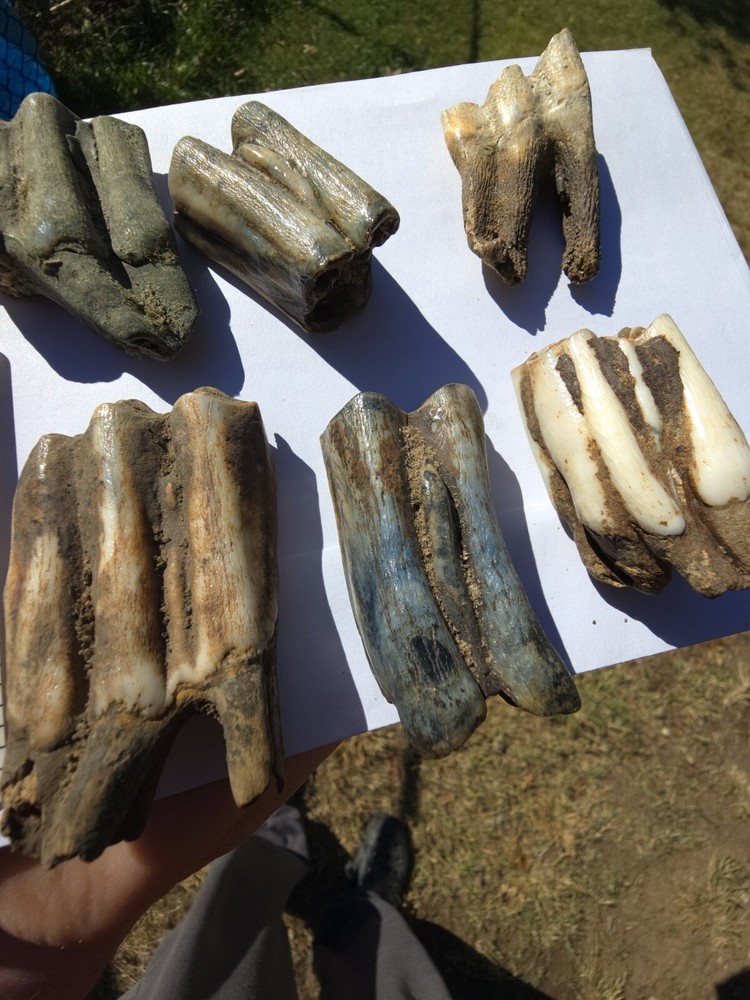 Fossil Bison Teeth Lot