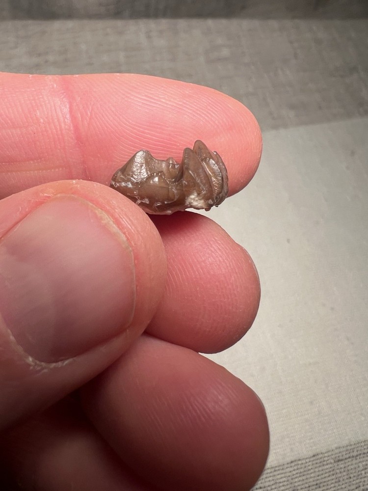 Fossilized Teeth Brule Formation Oligocene Epoch Sharp Specimen