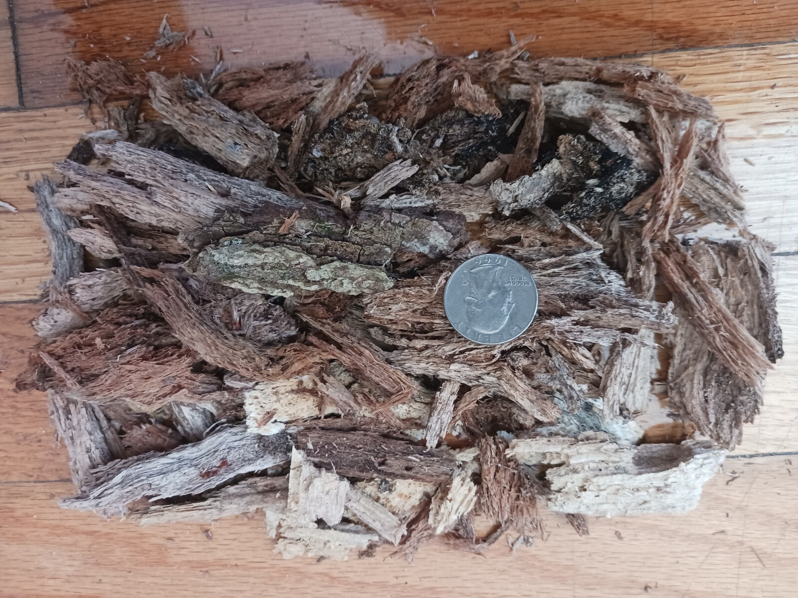 Rotting Wood Isopod, Springtails, Beetle, Millipede substrate 100+ CUBIC INCHES