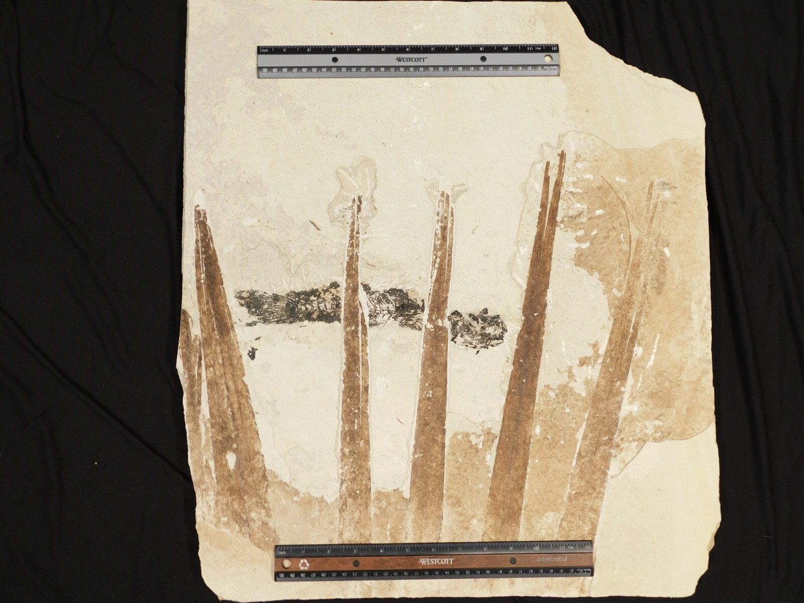 GIANT! PALM Frond Fossil With a BIG Rare Mioplosus FISH Fossil From Wyoming