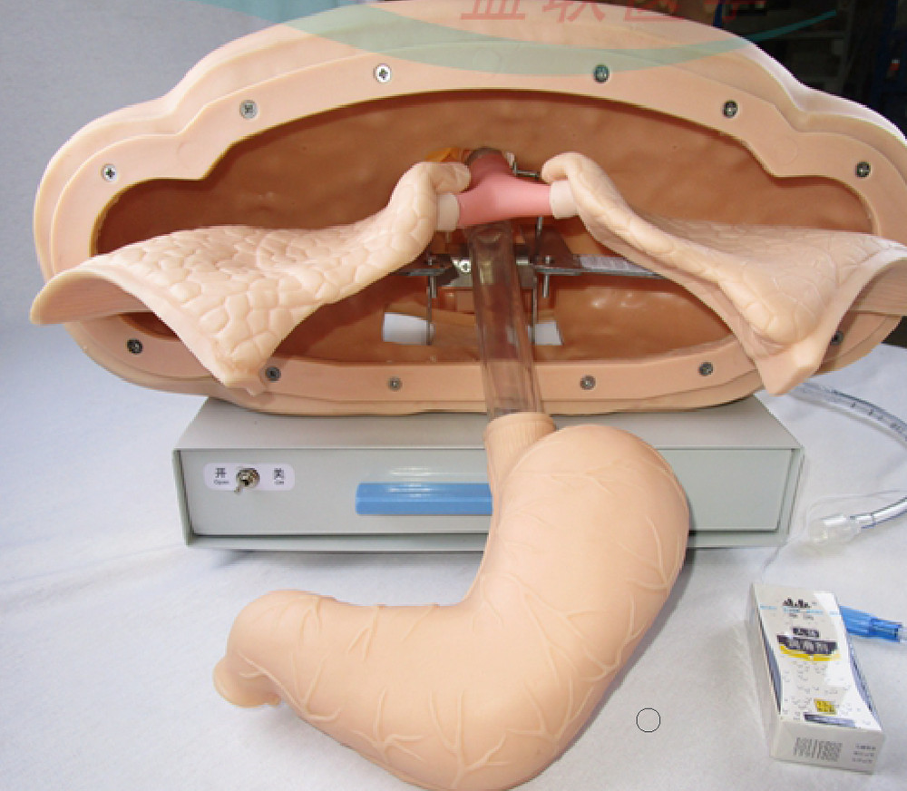 1:1 Tracheal Intubation Training Model Teaching Aids Nursing Training Display