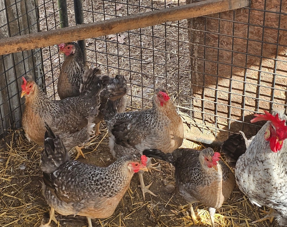 6 CRESTED CREAM LEGBAR HATCHING EGGS 🐣Extras Are Included *READ DESCRIPTION *