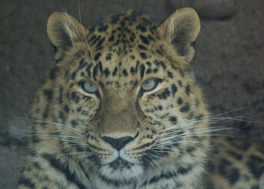 Amur Leopard Taxidermy Reference Photo Cd