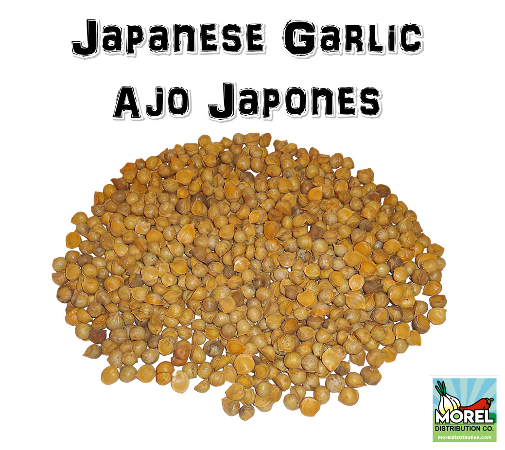 AJO JAPONES (JAPANESE GARLIC) // WEIGHTS: 1 LB,2 LBS, 5 LBS 10 LBS, & 20 LBS!