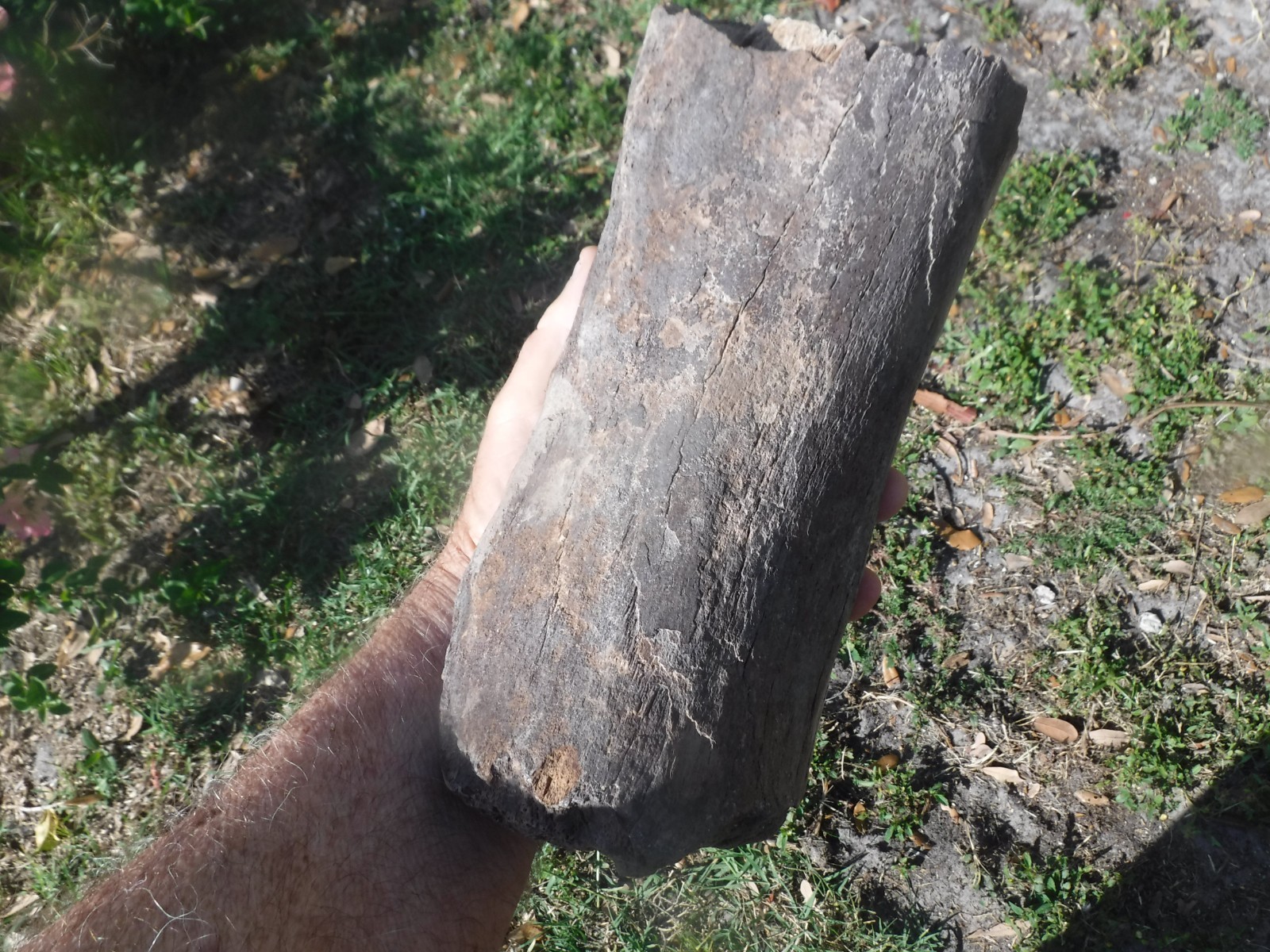 FOSSIL ICE AGE MAMUTH FEMUR BONE SECTION