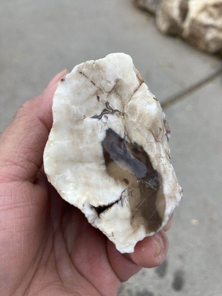 Opalized Petrified Wood