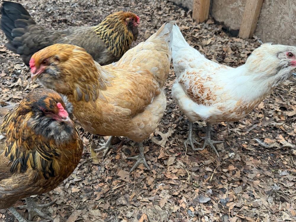 12 haching eggs (easter egger)