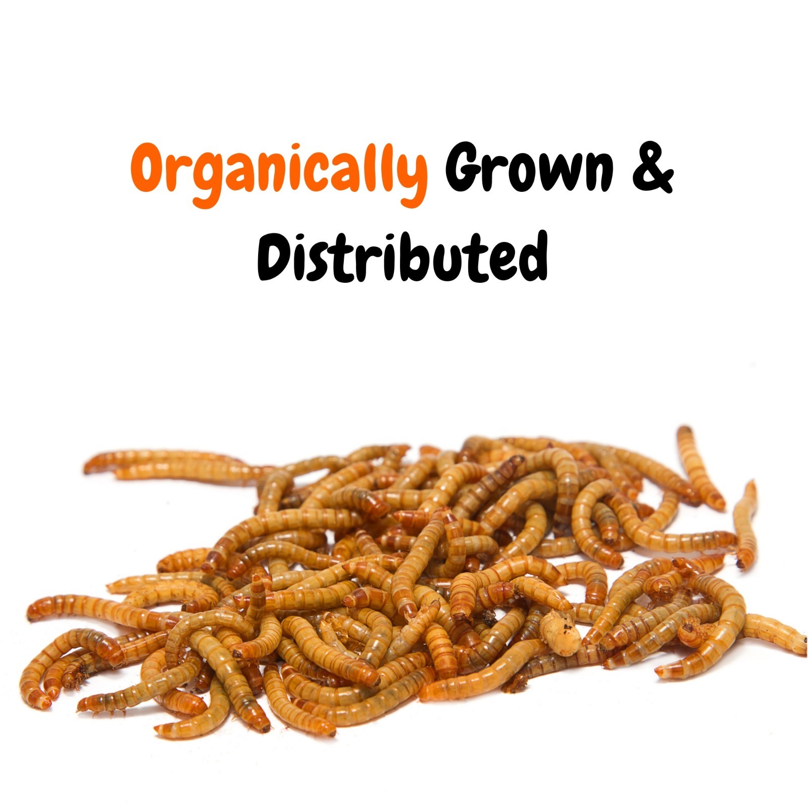 Live Mealworms - Grown Organic Meal Worms for Reptiles - 1000 Bulk Feeder Insect