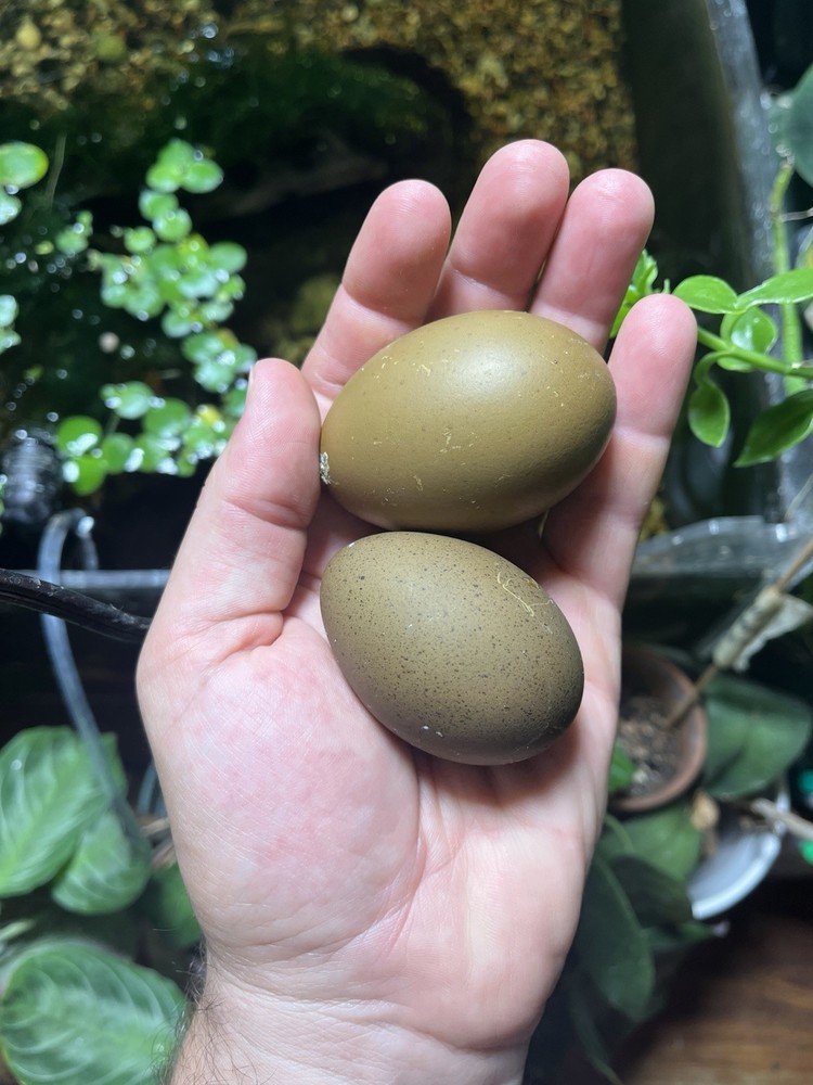 12 Olive And Dark Chocolate Egger Hatching Eggs