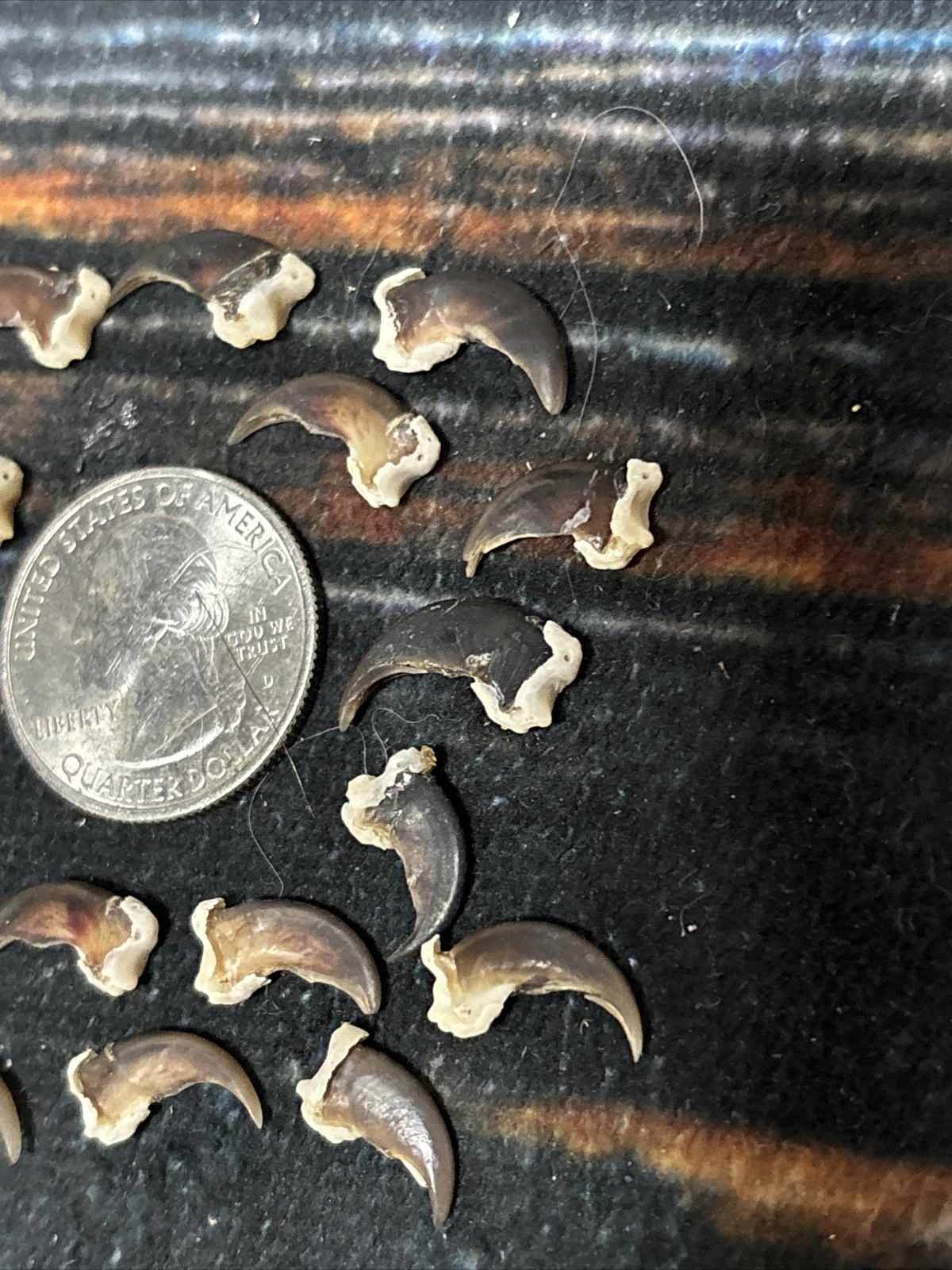 20 REAL Raccoon CLAWS TOE BONE Art Craft Animal Mount Jewelry Skull Coyote