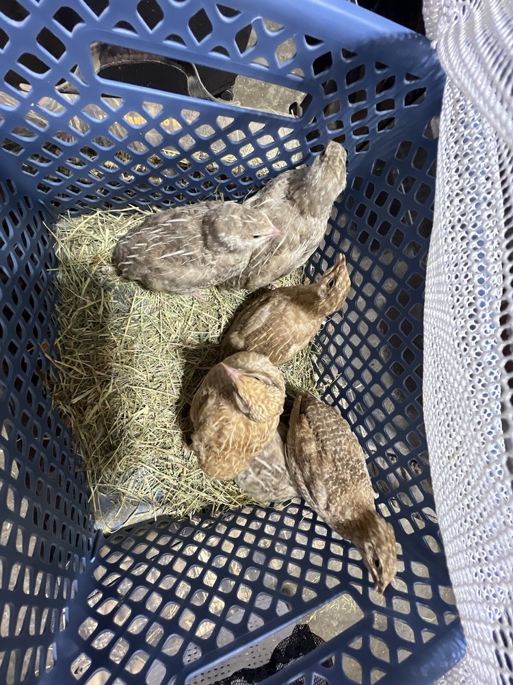12+ count Ginger Quail Coturnix hatching eggs