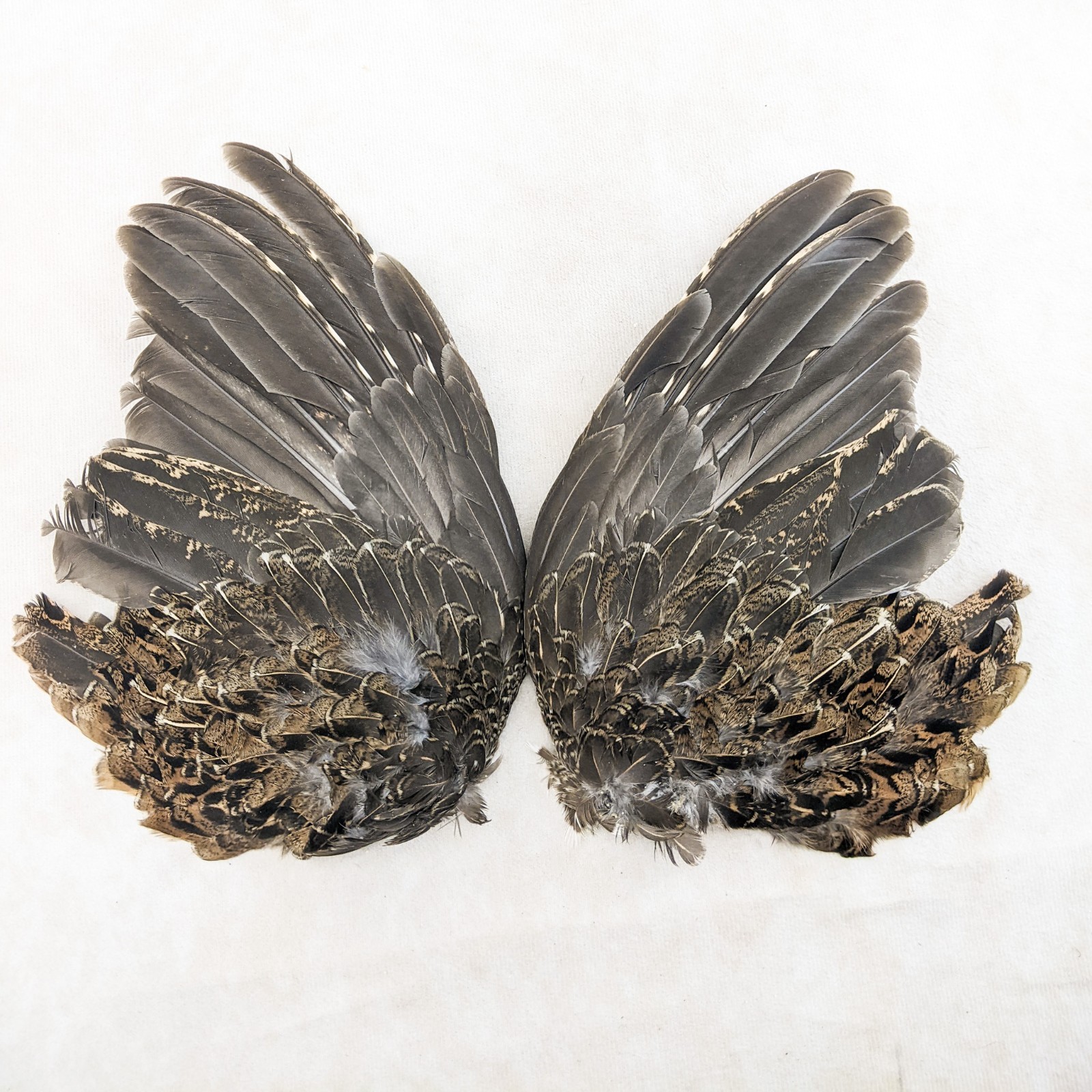 Grouse Wings Pair Feather smudge oddities Decorative Curiosities craft gift