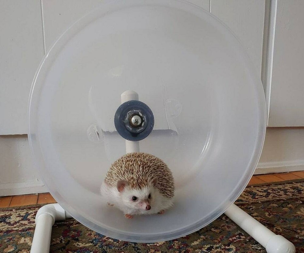 Cape Cod Hedgehogs "Road Race" (Small Animal ) Cake Wheel
