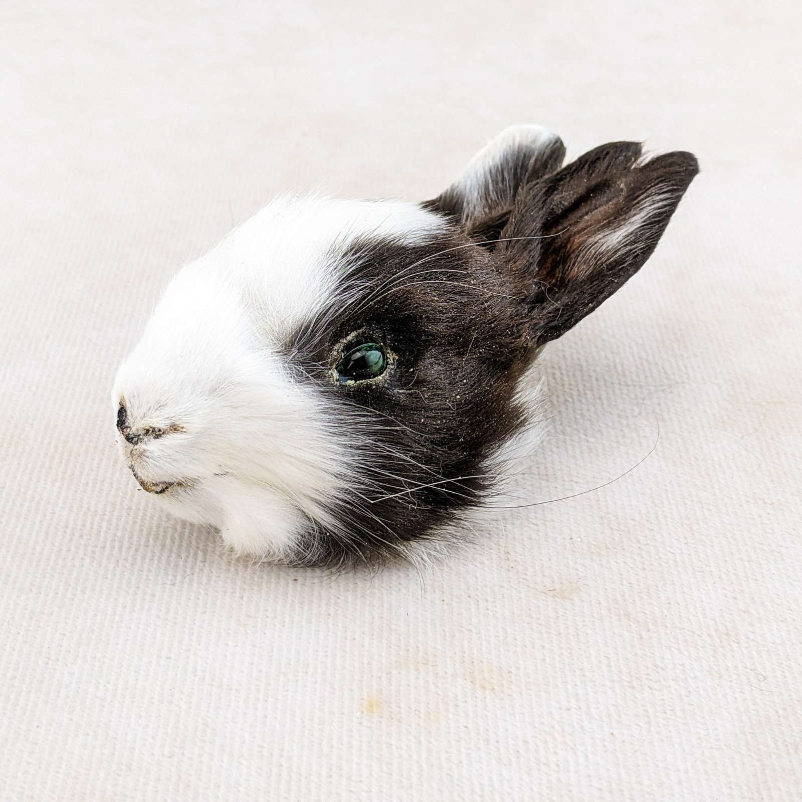 Bunny Rabbit Head for crafts Specimen Taxidermy Oddities craft gift collectible