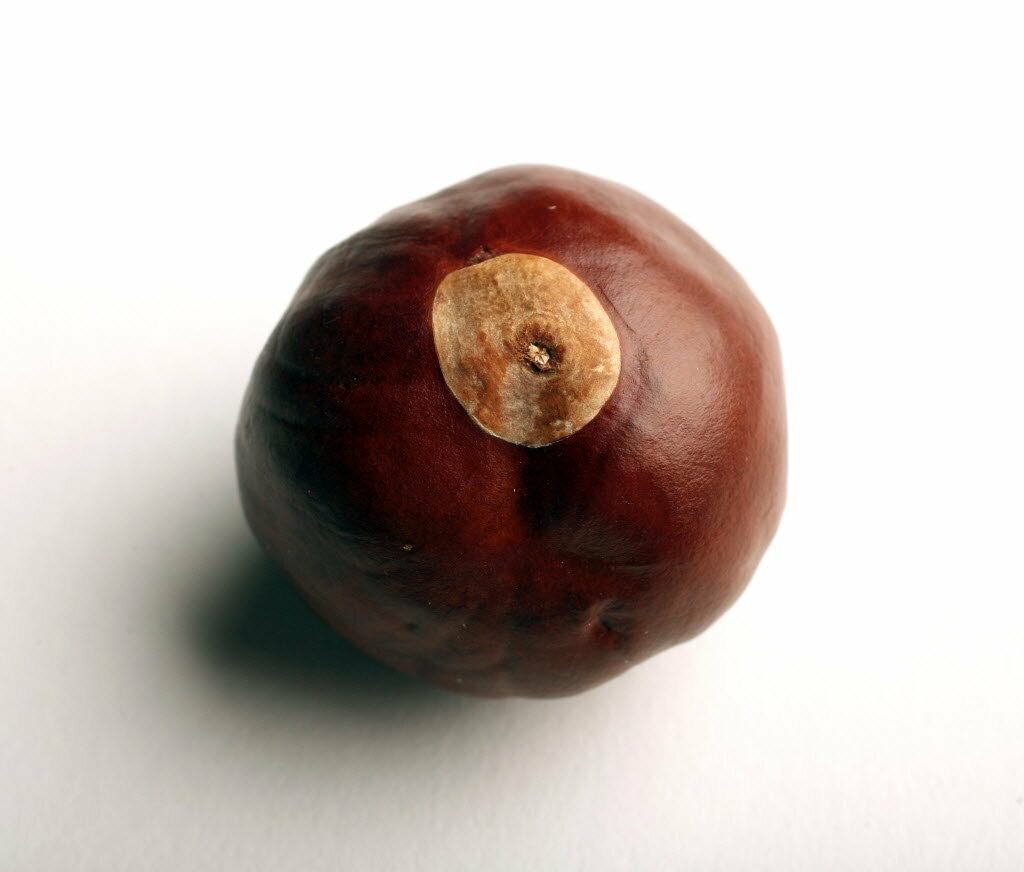 Ohio Buckeye Nuts Buy 1 10 25 50 or 100 Dried 2021/22 Crop OSU Graduation Craft