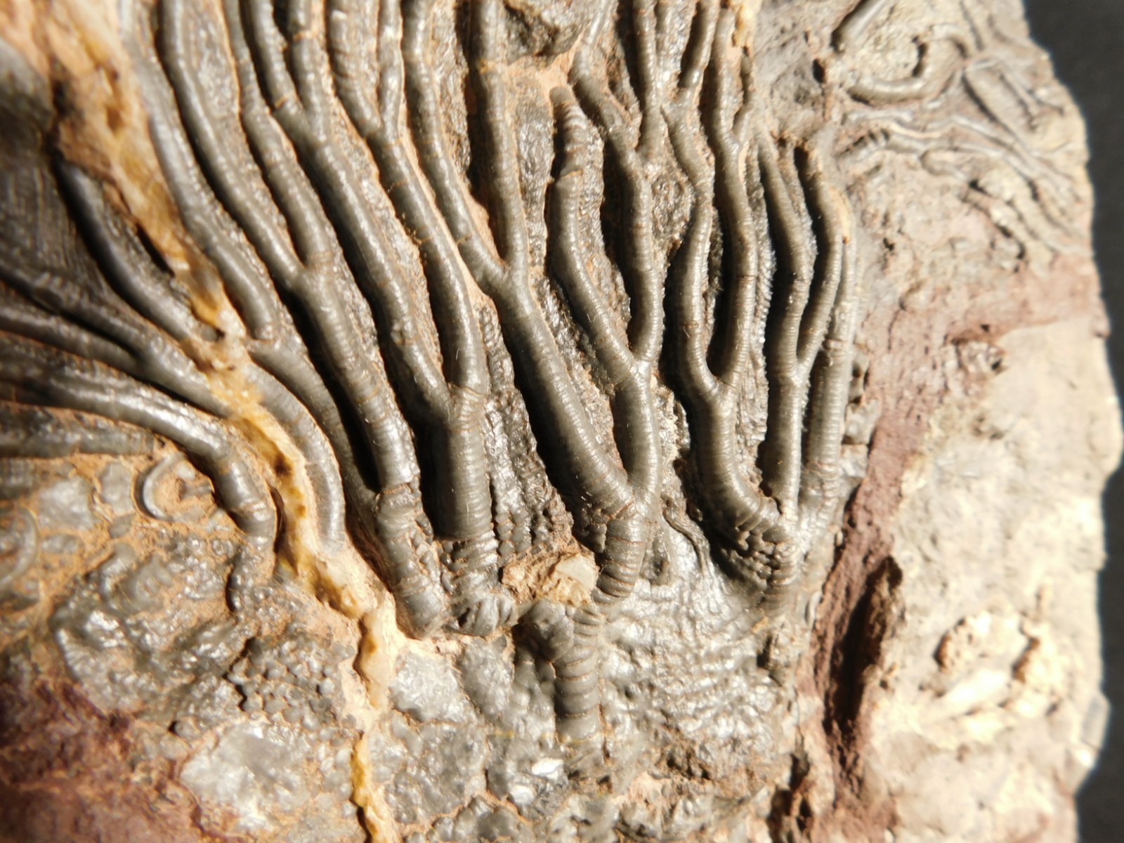 wOw! BIG! 430 Million Year Old! CRINOID Fossil or Sea LILY Fossil Morocco 1144gr