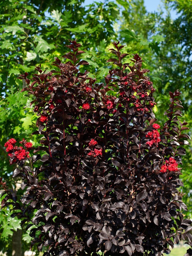 Ruby Thunderstruck Crape Myrtle Starter Lagerstroemia Rooted "STARTER" Plant