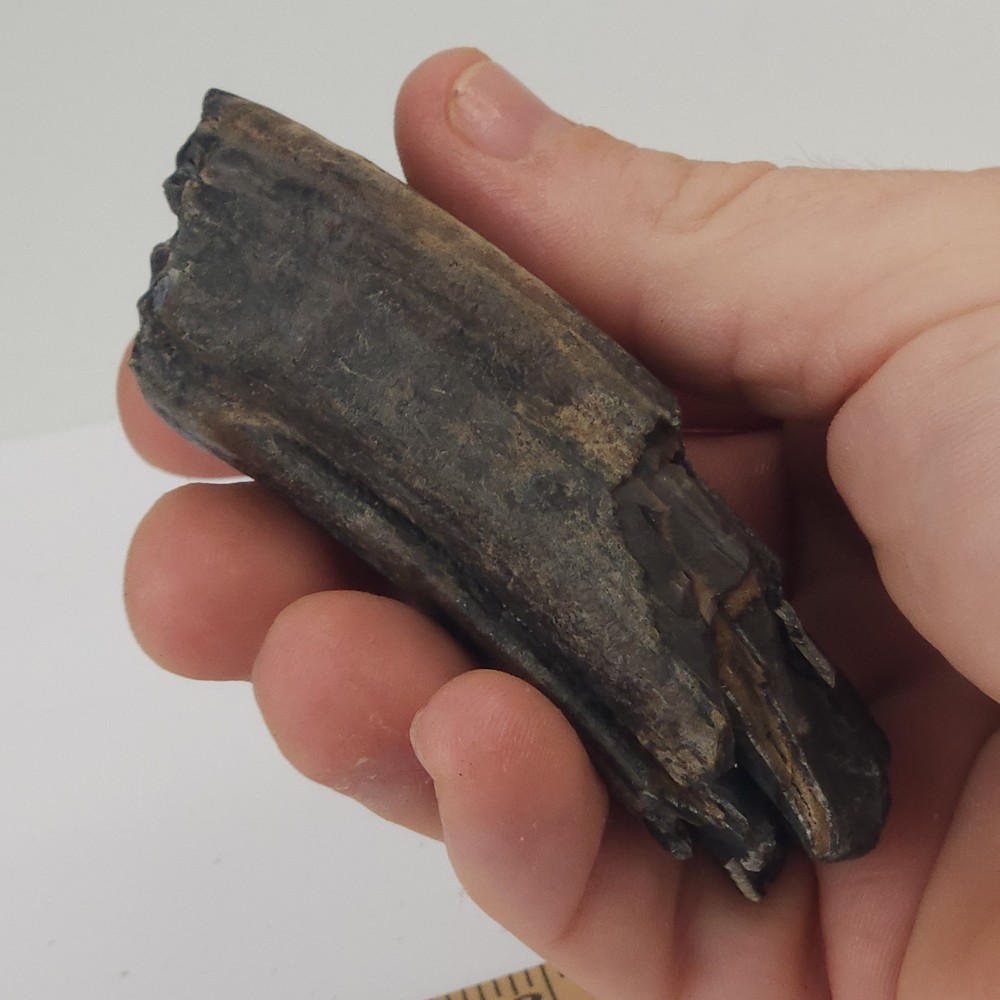 Fossil Horse Molar Tooth - Florida