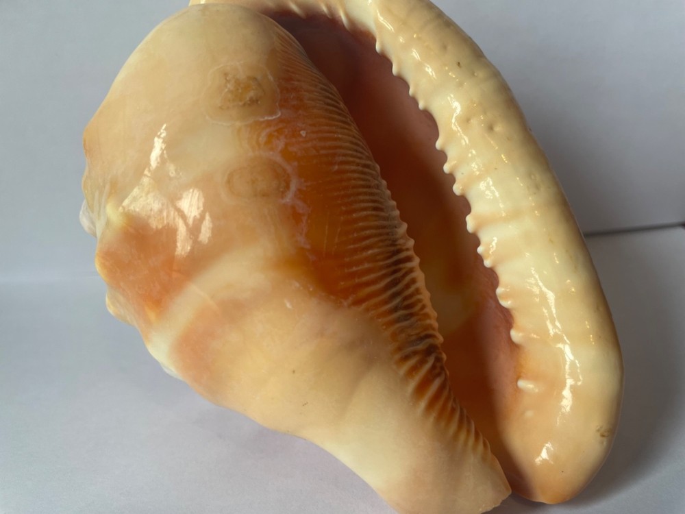 Scrimshaw shell cameo